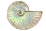 1 1/4" Silver Iridescent Ammonite Fossils - Photo 3
